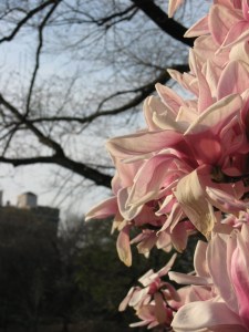 Magnolias in spring, Prospect Park, Brooklyn