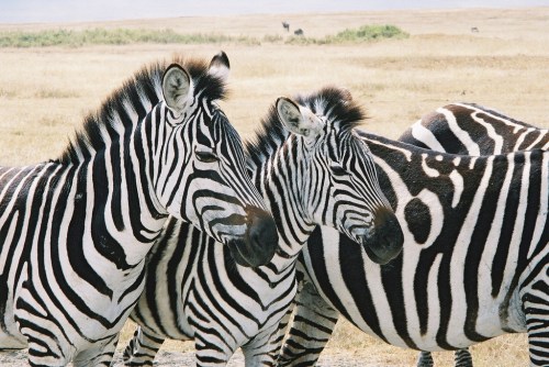 zebras-1