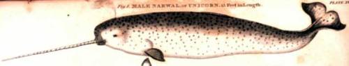 The Narwhal, Sea-unicorn of the Arctic
