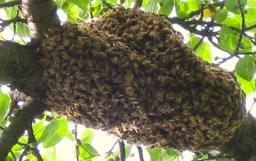 bees-2