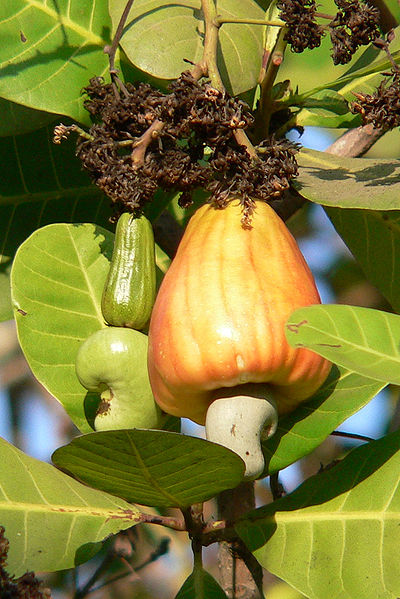 400px-Mature_cashew